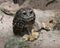 Owl bird Photos. Blind Owl.  Owl Florida Burrowing Owl blind owl with food on the ground close-up profile view