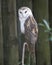 Owl bird Stock Photos. Image. Picture. Portrait. Owl bird perched with blur background