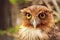 Owl, bird, wisdom bird,