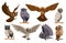Owl birds. Cartoon great horned owl and saw-whet owl feather, zoo ornithology flying animal characters flat style