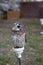 Owl with black eyes standing upon his roost