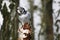 Owl bobbing head. Northern hawk-owl, Surnia ulula, perched on birch stump and observing surroundings. One of a few diurnal owls.