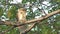 Owl on branch at tropical rain forest.