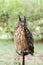 Owl - bubo bubo, Eurasian eagle-owl