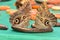 Owl butterflies feasting at the butterfly buffet.