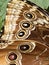 The owl butterflies are species of the genus Caligo