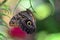 Owl butterfly (Caligo)