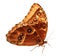 Owl Butterfly Caligo