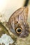 Owl Butterfly (Caligo idumeneus)