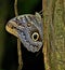 Owl Butterfly camouflaged at dusk.