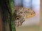 Owl Butterfly. Costa Rica wildlife.