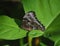 Owl Butterfly with Fantastic Distinctive Eyespots