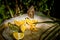 Owl butterfly feeding on fruits