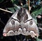 Owl Butterfly male