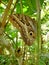 An owl butterfly at the Pilipintuwasi butterfly centre in Iquitos, in the Peruvian Amazon