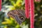An owl butterfly on a red chenille plant