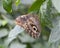 Owl butterfly resting on a leaf at the Fort Worth Botanic Garden Butterfly Exhibit.