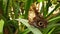 Owl butterfly with tattered wings on a sedge leaf slow motion