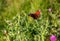 owl butterfly on thistle