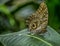 Owl butterfly on a tree trunk