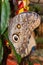 Owl Butterfly, Tropical Rainforest