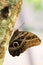 Owl Butterfly (vertical)