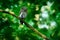 Owl with catch mouse. Eurasian Pygmy Owl, sitting in green summer vegetation, hidden in the tree. Tinny bird in the nature habitat