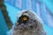 Owl chick. portrait in profile.