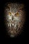 Owl with clear eyes and an angry look  is a large predatory owl. Isolated on black background