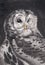 Owl closeup artwork portrait