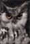 Owl closeup artwork portrait