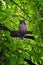 Owl Closeup, Great horned owl, Bubo virginianus in a chestnut tree with big eyes blinking and winking in Provo Utah early spring,