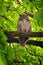 Owl Closeup, Great horned owl, Bubo virginianus in a chestnut tree with big eyes blinking and winking in Provo Utah early spring,