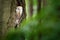 Owl in the dark forest. Barn owl, Tyto alba, nice bird sitting on the old tree stump with green fern, nice blurred light green the