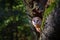 Owl in the dark forest. Barn owl, Tyto alba, nice bird sitting on the old tree stump with green fern, nice blurred light green the