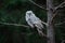 Owl in dark forest, Sweden. Great grey owl, Strix nebulosa, sitting on broken down tree stump with green forest in background. Wil