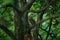 Owl in the dark green vegetation, hidden in the forest. Common Scops Owl, Otus scops, little owl in the nature, sitting on the gre