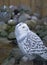 Owl eat meat predatory forest bird russia siberia Russian Federation