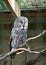 Owl eat meat predatory forest bird russia siberia Russian Federation