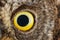 Owl eye close-up, macro photo, eye of the European scops owl Otus scops