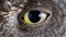 Owl eye close-up, macro photo, eye of the European scops owl Otus scops