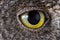 Owl eye close-up, macro photo, eye of the European scops owl Otus scops