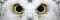 Owl eyes close-up, eyes of the Snowy Owl, Bubo scandiacus