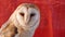Owl Face Closeup Sunset Soft Light Animal Protection Habitat Red