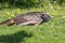 Owl in flight hunting close to ground. Bird of prey flying