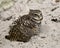 Owl Florida Burrowing Photo. Portrait. Image. Picture. Fluffy feathers plumage.  Sand background