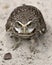 Owl Florida Burrowing Photo. Portrait. Image. Picture. Looking at the camera Sand background