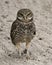 Owl Florida Burrowing Photo. Portrait. Image. Picture.  Sand background