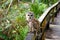 Owl in Florida wetland, wooden path trail at Everglades National Park in USA. Popular place for tourists, wild nature