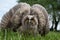 An owl with fluffed large wings on the grass. Owl defender. Close-up